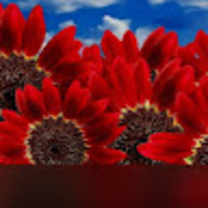 Meet your Posher, Akira